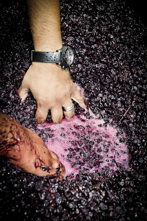 Winemaker Aesthetic, Winemaker Photography, Urban Winery, Making Wine At Home, Wine Photo, Vineyard Photography, Wine Making Process, Music Life, Natural Wine