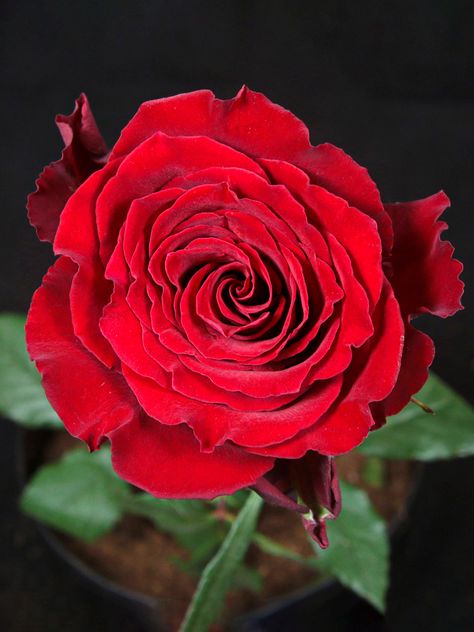 The meaning of red roses Born Free De Ruiter on Thursd Thornless Roses, Meaning Of Red, Bunch Of Red Roses, Rose Meaning, Romantic Colors Palette, Rosé Back, Roses Valentines Day, Red Meaning, Two Roses