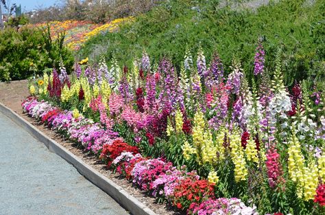 A Beautiful bed of Snapdragon and Foxglove flowers. Purple Foxglove, Foxglove Flowers, Digitalis Purpurea, Snapdragon Flowers, Porch Flowers, Garden Decor Projects, Home Garden Plants, Flower Landscape, Backyard Garden Design