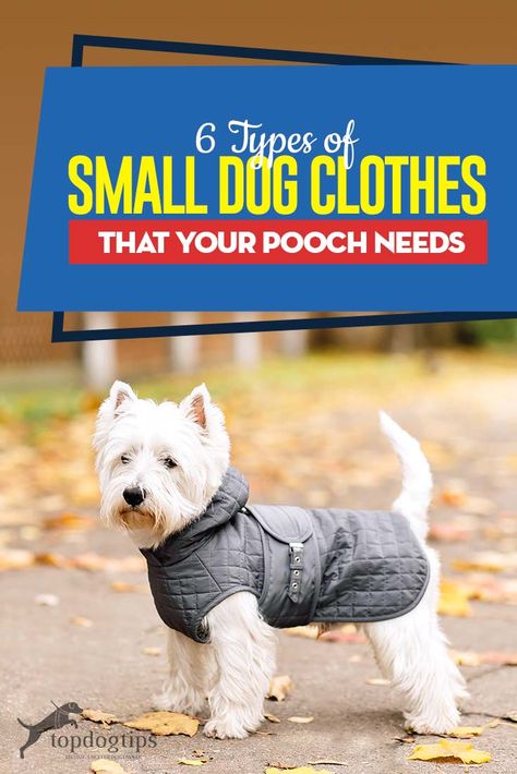 Types Of Small Dogs, Small Dog Coats, Dog Clothes Diy, Teacup Chihuahua, Small Dog Clothes, Dog Clothes Patterns, Dog Adventure, Puppies Funny, Dog Jacket