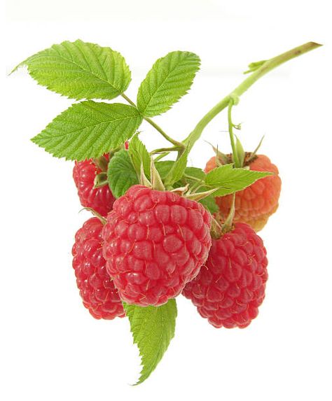 Raspberry Illustration, Herb Benefits, Rubus Idaeus, Raspberry Bush, Enchanted Woodland, Raspberry Leaf, Fruits Images, Drip Tip, Pyrex Glass