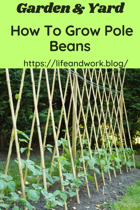 Garden And Yard - How To Grow Pole Beans Pole Bean Trellis Ideas Diy, How To Grow Beans, Pole Beans Trellis, Pole Bean Trellis Ideas, Trellis Garden Ideas, Pole Bean Trellis, Green Beans Garden, Trellis Ideas Garden, Outdoor Trellis Ideas