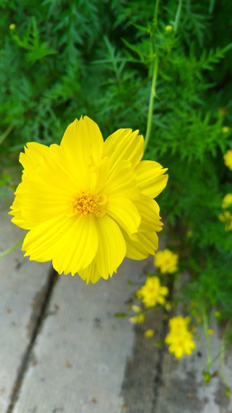 Yellow Cosmos, Good Morning Beautiful Flowers, Morning Beautiful, Good Morning Beautiful, Love Flowers, Yellow Flowers, Cosmos, Beautiful Flowers, Yellow