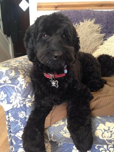 Double Doodle Haircuts, Black Double Doodle Dog, Black Golden Doodle Haircut, Sheepadoodle Black, Golden Doodle Black, Black Cockapoo Haircut Styles, Black Doodle Haircut Styles, Aussiedoodle Black, Black Labradoodle Haircut Style