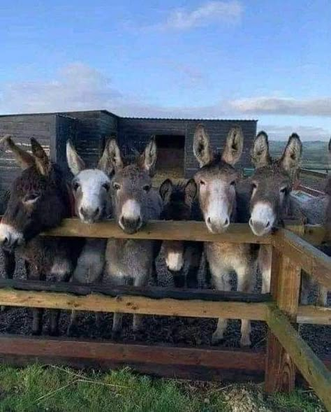 Cool Farm Animals, Donkey Shelter Ideas, Donkey Enclosure, Donkey Aesthetic, Fluffy Donkey, Donkey Pen, Farm Donkey, Donkey Pictures, Donkey Images