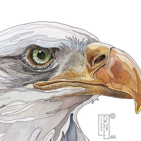 Irene Meniconi | Animal watercolor artist on Instagram: "While the original bald eagle artwork is traveling to US… I show you the limited edition prints made from it! 🤍 Edition of 100 copies for each size. Signed and numbered by hand. 🇮🇹 Mentre l’opera originale dell’aquila sta viaggiando verso la sua nuova casa negli Stati Uniti… vi mostro le stampe create da essa! Edizione limitata di 100 copie per ciascun formato. Numerate e firmate a mano. . . . #baldeagle #eagleart #eagledrawing # Eagle Eye Drawing, Irene Meniconi Art, Bald Eagle Sketch, Eagle Colored Pencil Drawing, Irene Meniconi, Bald Eagle Artwork, Fish Eagle Painting, Bald Eagle Watercolor Paintings, Eagle Artwork