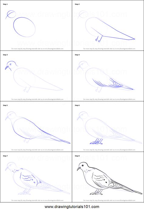 Dove Drawing Reference, Turtle Dove Drawing, How To Draw A Dove, How To Draw A Dove Step By Step, Dove Anatomy, How To Draw A Pigeon Step By Step, Drawing Doves Bird, Watercolor Dove Tutorial, Sketch Training