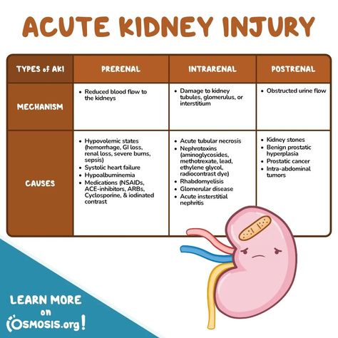 Kidney Disorders Nursing, Acute Kidney Injury Nursing, Acute Renal Injury, Function Of Kidney, Acute Kidney Injury, Symptoms Of Kidney Problems, Longevity Diet, School Info, Med Surg