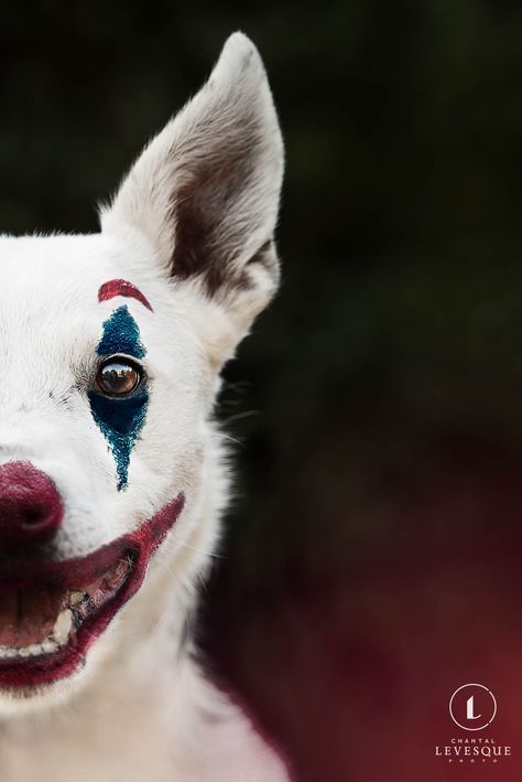 Spooky Dog Photoshoot, Pet Halloween Photoshoot, Dog Halloween Photoshoot, Halloween Dog Photoshoot, The Joker 2019, Dog Photography Creative, Joker Movie Poster, Spooky Photography, Dog And Owner Costumes