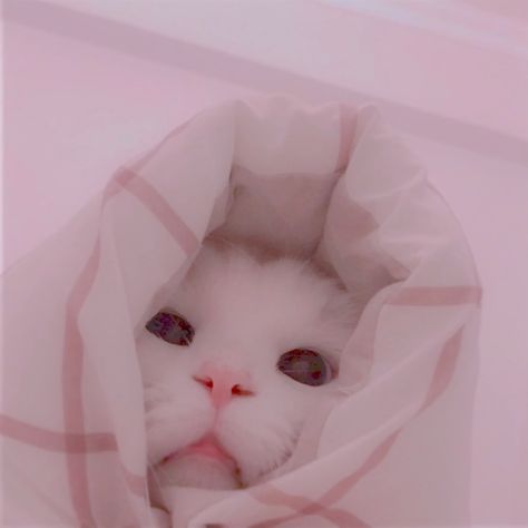 #aesthetic #soft #explore #pfp Cute Cat Pfp, Cat Pfps, Cat Pfp, Aesthetic Pfp, Cat Icon, Silly Cats, Cute Cat, Cute Cats, See More