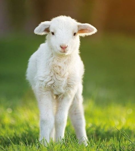 Lamb Pictures Cute, Lamb Reference Photo, Baby Lamb Aesthetic, Lamb Images, Lamb Aesthetic, Lamb Face, Lamb Pictures, Sketch Tips, Cute Lamb