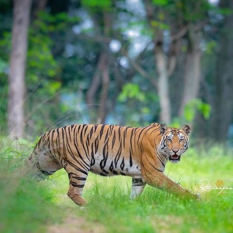 Tiger (Panthera tigris) / Tigre / Image by riturajrahi (Rituraj Jaiswal) from instagram Panthera Tigris, Tiger Pictures, From Instagram, Reptiles, Lion, Animals, Instagram