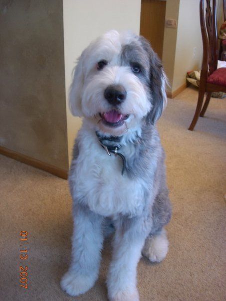 Our Barney (OES) with his first 'puppy' trim...he loves his long coat but we love the puppy cut... Old English Sheepdog Haircut, Sheepadoodle Grooming, Doodle Grooming, Aussie Doodle, Cute Goldendoodle, Goldendoodle Haircuts, Dog Haircut, Old English Sheep Dog, English Sheep Dog