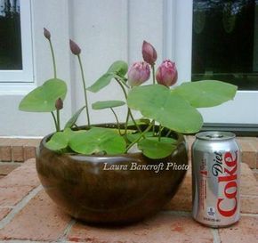 Indoor Japanese Garden, Water Nursery, Micro Lotus, Japanese Garden Backyard, Small Water Gardens, Container Water Gardens, Lotus Garden, Roof Garden Design, Aquatic Garden