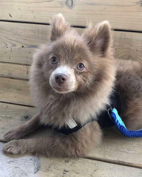 Lavender Pomeranian, Puppy Eating, Pomeranian Colors, Pomeranian Facts, Pet Corner, Lavender Plant, Facts About, Cute Dogs, Pom Pom