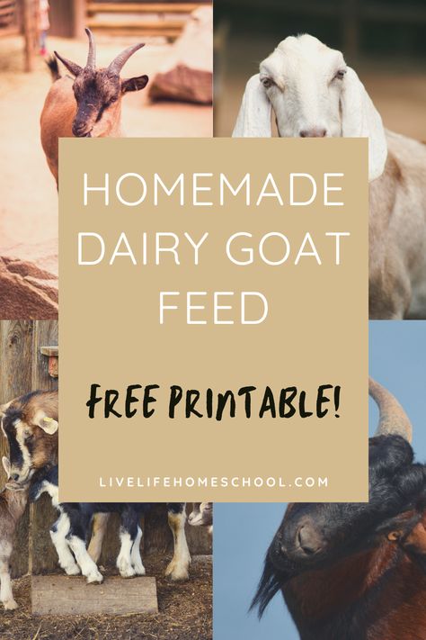 Goat Feed, Nigerian Goats, Keeping Goats, Goat Shelter, Goat Milking, Feeding Goats, Raising Farm Animals, Goat Care, Goat Kidding