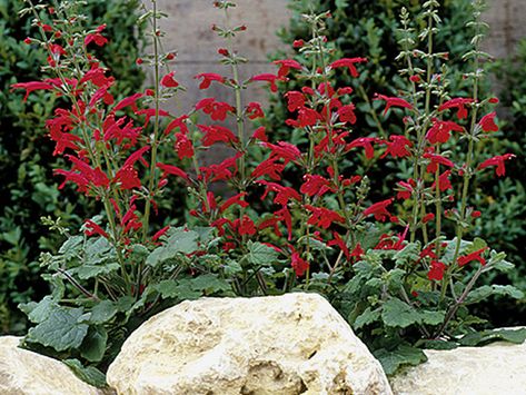 cedar sage Texas shade or sun Salvia Plants, Cedar Sage, Garden Flowers Perennials, Drought Tolerant Perennials, Perennial Vegetables, Hummingbird Garden, Cottage Garden Plants, Garden Design Plans, Trumpets