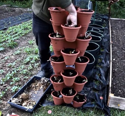 How to Make a Strawberry Tower Planter in 4 Simple Steps | Simplify Growing Strawberries Vertically, Strawberry Planters Diy, Tower Planter, Plant Tower, Stackable Planters, Strawberries In Containers, Strawberry Tower, Patch Ideas, Strawberry Planters