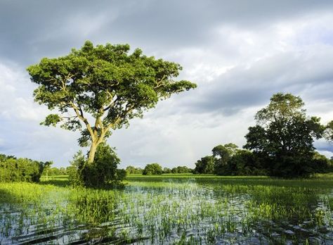 Pantanal brasileiro. Foto: Filipe Frazão / Shutterstock.com Anaconda Verde, Travel Agency, Nature Pictures, Us Travel, Image Types, National Parks, Country Roads, Forest, Plants