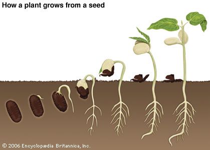 Dani Kruha, Seed Tape, Plants Unit, Plant Activities, Primary Science, Plant Life Cycle, Fava Beans, Plant Science, Seed Germination