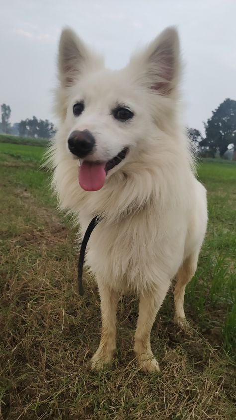 This is indian spitz male dog Demon Slayer Icons Muzan, Indian Spitz, Indian Dog, Spitz Dog, Spitz Dogs, Indian Pictures, Best Snapchat, Couples Drawings, Hanuman Photos