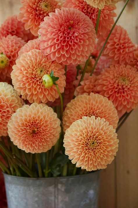 Dalia Flower, Dahlias Wedding, Dahlia Bouquet, Dahlia Flowers, Nothing But Flowers, Flower Therapy, No Rain, Beautiful Bouquet Of Flowers, Dahlia Flower