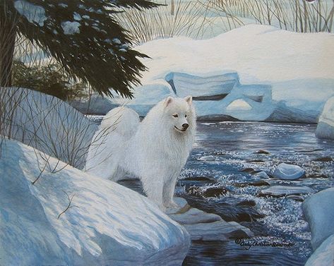 Snowy Background, Dog Artist, Samoyed Dogs, Wichita Ks, Animals Artwork, St Louis Mo, Dog Paintings, Dog Show, Winter Landscape