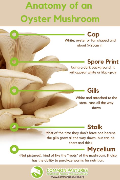 Mycology Study, Mushroom Anatomy, Seasons Chart, Wild Foraging, Cooking Tips, Anatomy, Stuffed Mushrooms, Writing, Quick Saves