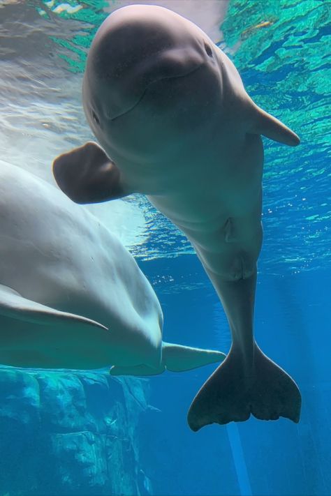 Ocean Creatures Aesthetic, Whale Shark Aesthetic, Ocean Life Photography, Baby Beluga, Whale Pictures, Beluga Whales, Ocean Stuff, Fauna Marina, Georgia Aquarium