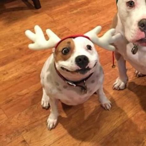 Doggies Funny, Matching Pfp Couple Christmas, Christmas Profile Pictures, Matching Christmas Pfp Friends, Dog Match, Animal Icon, Too Funny, Silly Cats Pictures, Silly Dogs