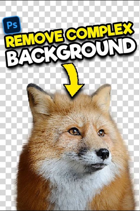 Remove Background In Photoshop, Complex Background, Adobe Photoshop Photography, Photoshop Editing Tutorials, Photoshop Training, Photoshop Lessons, Photoshop Tutorial Graphics, Photoshop Video Tutorials, Photoshop Tutorial Typography