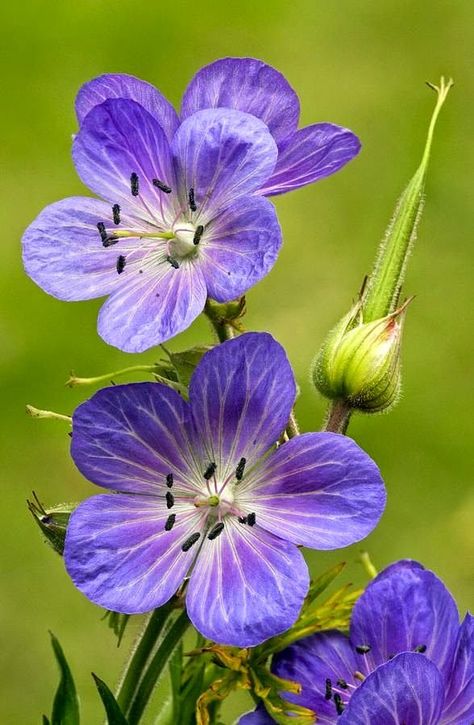 Meadow Cranesbill Geranium Pratense, Cranesbill Geranium, Săpunuri Handmade, Airbrush Art, Exotic Flowers, Types Of Flowers, Flowers Nature, Beautiful Blooms, Flower Photos