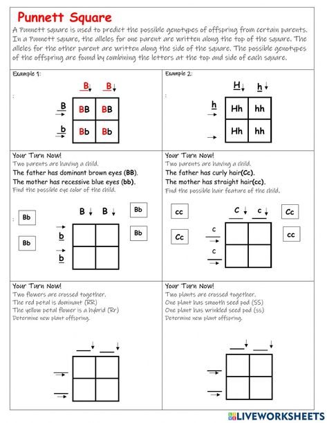 Punnett Square Genetics, Punnett Square Activity, Biology Activities High School, Alevel Biology, Cell Biology Notes, Biology Activities, Mendelian Inheritance, Punnett Square, Biology Activity