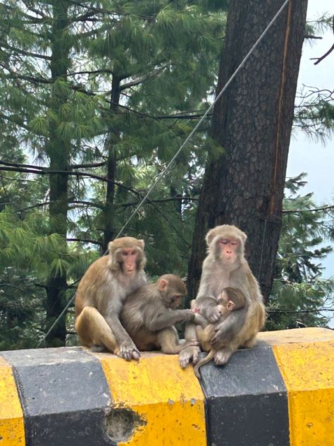 Monkey Family - Baby Monkeys and nathia gali Nathia Gali, Monkey Family, Baby Monkeys, Farm Paintings, Cool Instagram, Coffee Photography, Pakistani Bridal, Twin Cities, Pose Ideas