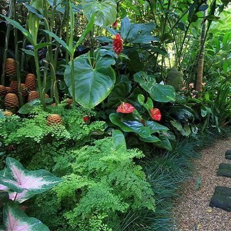 Tropical Garden Design - Your Staycation Oasis! Garden Tropical Ideas, Bulbs Garden Design, Subtropical Garden, Shaded Garden, Tropical Landscape Design, Tropical Garden Design, Tropical Backyard, Tropical Gardens, Garden Shrubs