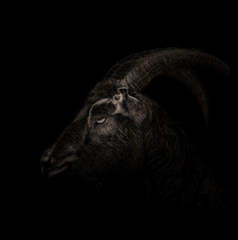 Goat Wallpapers, Black Phillip, Black Goat, 31 Days Of Halloween, Aesthetic Desktop Wallpaper, The Witch, Black White Photos, Fish Art, Dark Souls