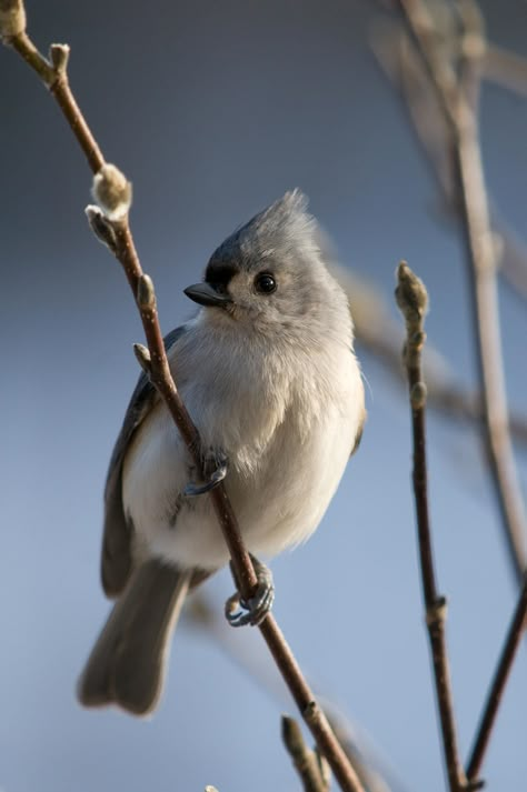 Cute Bird Reference, Cute Birds Photography, Small Bird Reference, Cute Bird Photos, Tufted Titmouse Bird, Cute And Funny Animals, Birds Photos, Titmouse Bird, Bird Reference