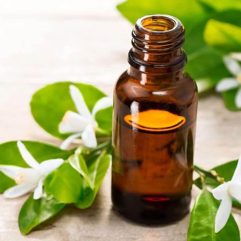 5 Neroli Essential Oil Benefits: Menopause, Stress & More! Calming Oils, Neroli Essential Oil, Neroli Oil, Calming Essential Oils, Orange Trees, Mountain Rose Herbs, Essential Oils Herbs, Coconut Oil Uses, Essential Oils Gifts