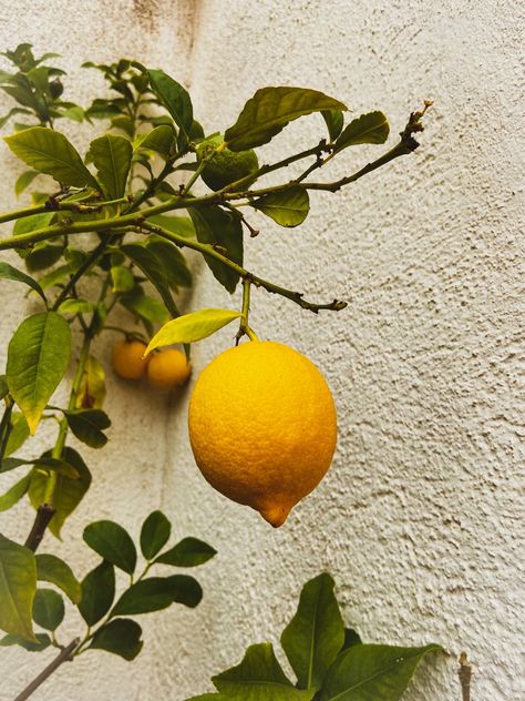 Food References, Lemon Grove, Farm Field, Evening Routine, Lemon Tree, Fruit And Veg, Natural Forms, Lemon Lime, Lemonade