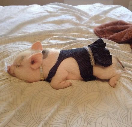 sleeping... Halloween Pigtails, Pigs Sleeping, Piggy Back Ride, Piggy Back, Teacup Pigs, Cute Piglets, Baby Farm Animals, Funny Pigs