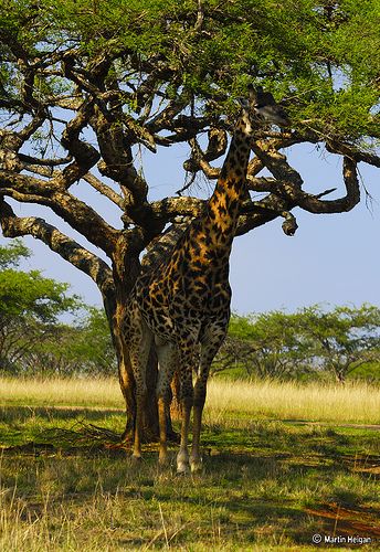 Giraffe (Giraffa camelopardalis) Question: How do you hide a 6 meter (19 feet) high Giraffe...? Answer: Surprisingly well..! Camouflage in action: At about 20-30 meters away, it just looked like a beautiful Acacia Thorn Tree with an impressive trunk. Animal Adaptations, Kenya Safari, A Giraffe, Safari Tour, Creature Design, Science And Nature, Beautiful Creatures, Tanzania, Animal Kingdom