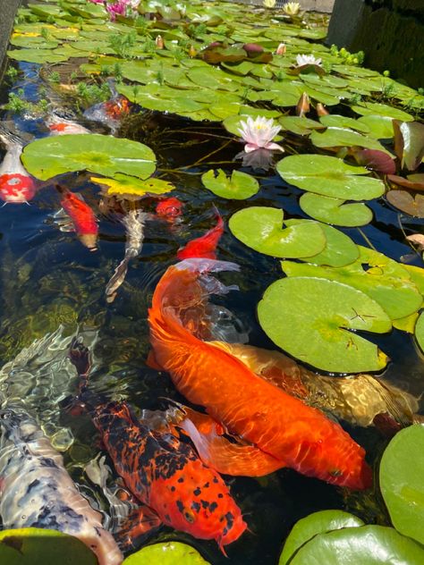 Koi Reference, Koi Fish Lily Pads, Pond Aesthetic, Calming Images, Fauna Marina, Koi Fish Pond, Ponds Backyard, A Pond, Beautiful Fish