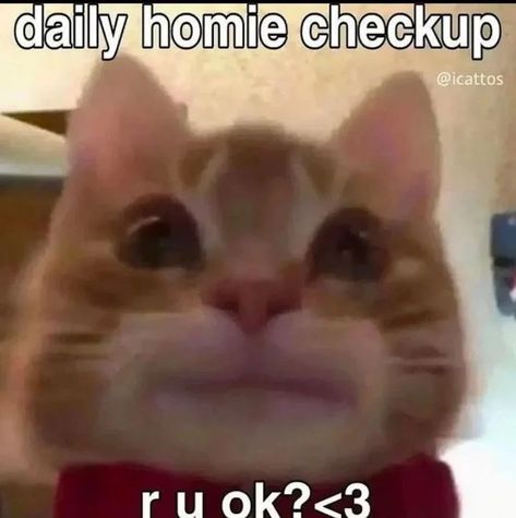 Good Afternoon Cats Funny, Good Afternoon Cat, Wholesome Cat, Calming Cat, Honest Reaction, Tuesday Afternoon, Funny Reaction, Cats Memes, Silly Cats Pictures