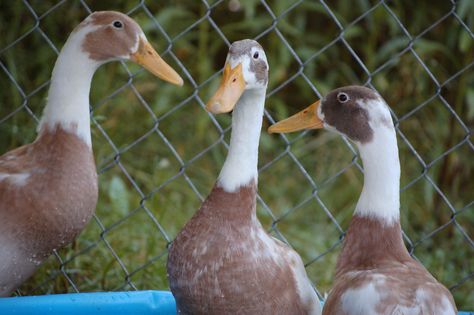 Ducks Vs Chickens, Fermenting Chicken Feed, Chickens And Ducks, Quail Coop, Backyard Ducks, Duck Breeds, Raising Quail, Raising Ducks, Duck And Ducklings