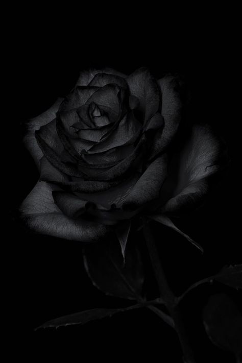 Black Esthetics, 2020 Wallpaper, 4k Wallpaper, Wallpaper 4k, The Meaning, Black Rose, A Black, Resolution, Black