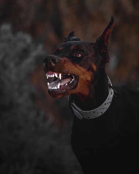 Black Doberman, Angry Animals, Angry Dog, Doberman Pinscher Dog, Scary Dogs, Doberman Dogs, Aggressive Dog, Pretty Dogs, Dog Biting