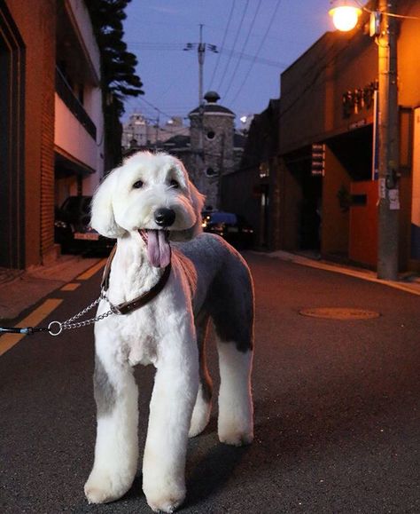 Grooming: Old English Sheepdog, Asian Fusion style Old English Sheepdog Grooming, Old English Sheepdog Haircut, Dog Grooming Diy, Sheepadoodle Puppy, Dog Grooming Styles, Bouviers Des Flandres, Summer Cut, Dog Haircuts, English Sheepdog