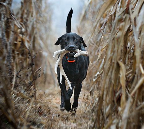 Gentleman Bobwhite Shed Hunting, Antler Hunting, Farm Work, Puppy Time, Shed Antlers, Bird Dog, Bird Hunting, Lab Puppies, Dog Help