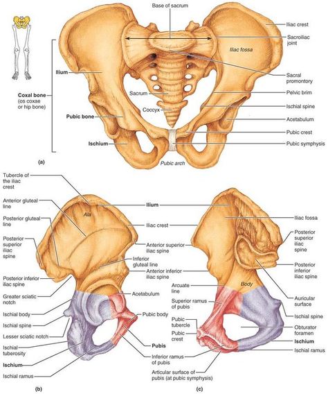 Pelvis Diagram, Pelvic Bone Anatomy, Bones Human Skeleton, Pelvis Bone, Bones Human, Skeletal System Anatomy, Pelvis Anatomy, Hip Anatomy, Human Skeletal System