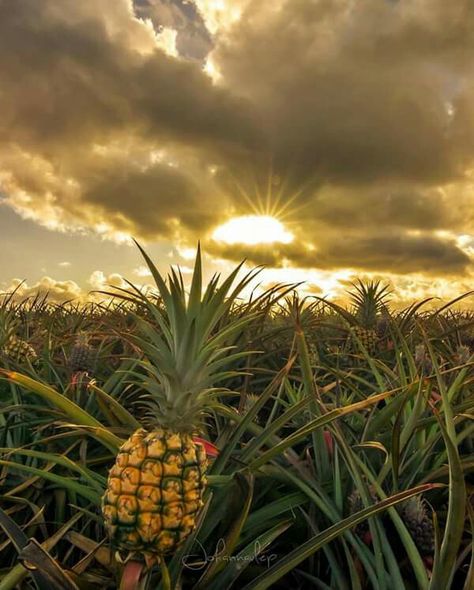 Pineapple Field Pineapple Farm, Hawaiian Cruises, Maui Travel, Farm Photography, Virtual Travel, Farm Art, Aloha Hawaii, Tropical Foliage, Fields Photography